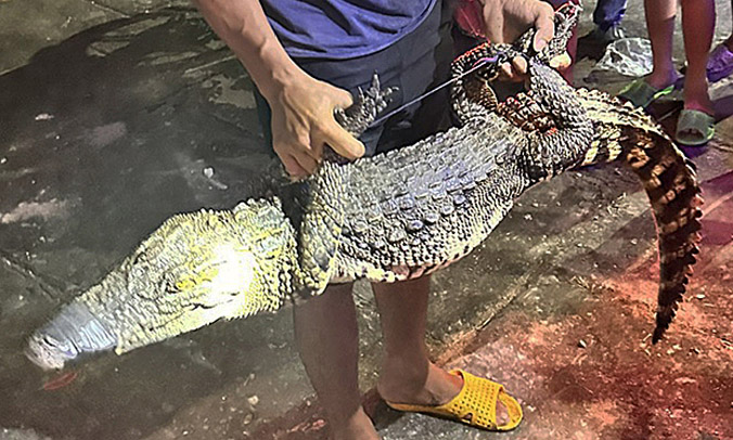 Bắt được cá sấu dưới kênh ở Bạc Liêu
