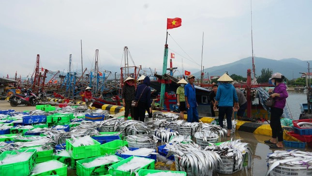  Chạy siêu bão, ngư dân Quảng Bình trúng luồng cá lớn
