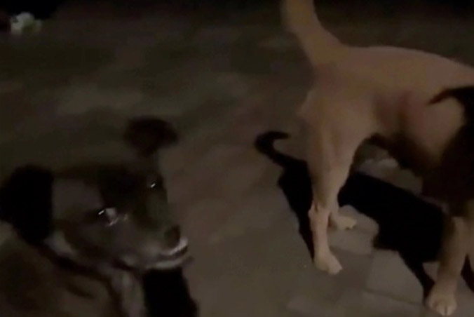 Chó hoang cứu mạng nữ sinh bị ngất xỉu ở Trung Quốc