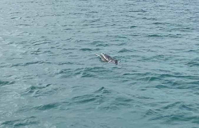  Đàn cá heo săn mồi ở đảo Cô Tô