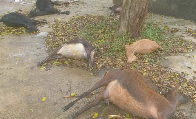  Đàn dê chết bất thường khi vào nghĩa địa ăn cỏ