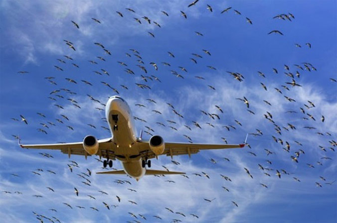  Máy bay hư hỏng liên tục vì gần 100 lần va phải chim