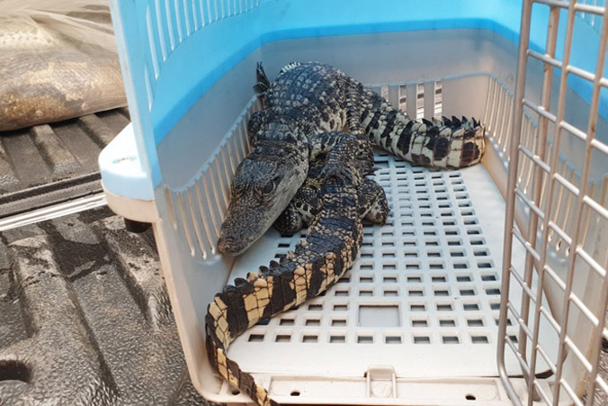 Thanh niên ở TP.HCM giao 2 con cá sấu quý hiếm cho kiểm lâm
