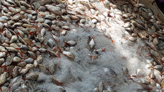 Tìm nguyên nhân cá chết hàng loạt ở Châu Đốc